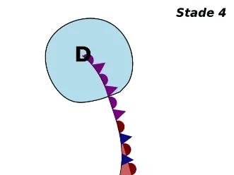Perturbation — étape 4 : occlusion complète et dissipation