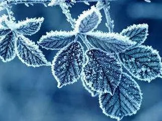 Givre sur le bord d'attaque d'une aile